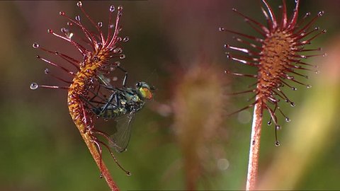 Fly caught in sticky Sundew plant