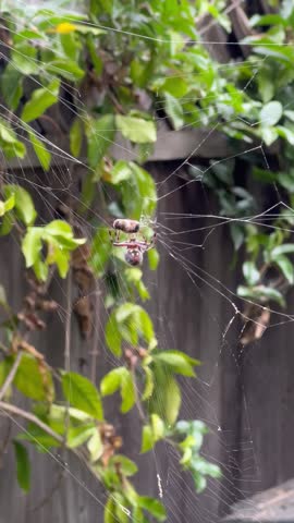 Spider in web eating bee
