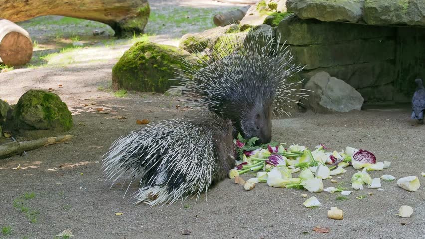 The Indian crested Porcupine, Hystrix indica or Indian porcupine is a large species of hystricomorph rodent belonging to the Old World porcupine family, Hystricidae