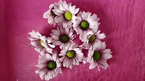 Tiny chrysanthemum flowers float in the water. White chrysanthemum flowers floating in water on a purple background. Concept of wedding, love, romance, spa, wellness and cosmetics. Slow motion - Powered by Shutterstock - Get 15% off with code: PIKWIZARD15