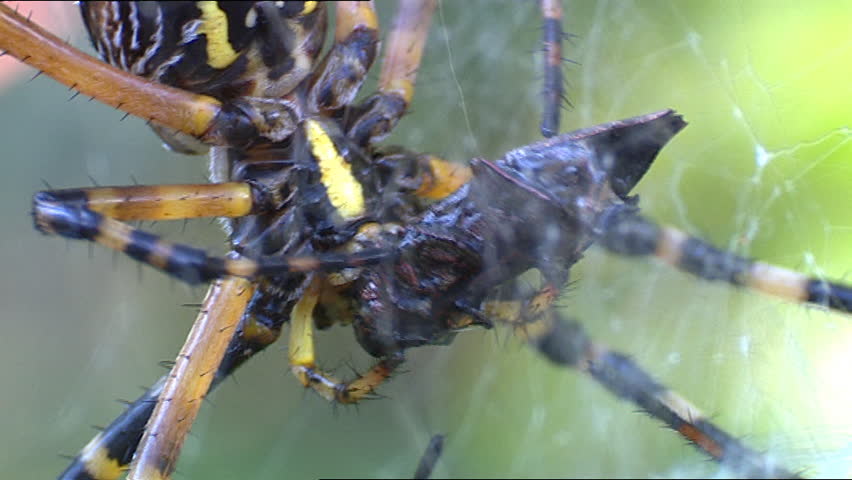 Black and Yellow Garden Spider