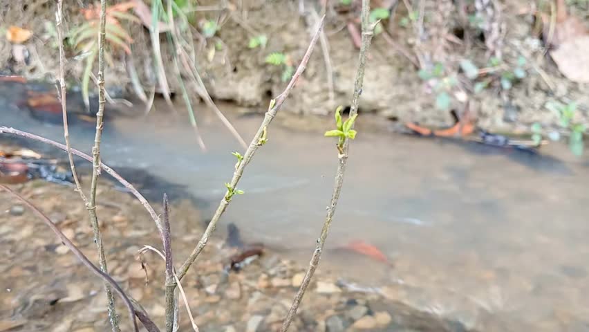 Mountain river water flowing close up with autumn forest at background.    