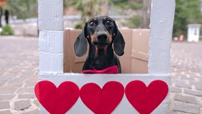 Cute dachshund dog in red bow tie behind podium decorated with hearts congratulates on Valentine Day Romantic date, outdoor wedding ceremony, festive atmosphere Pet street performance on the pavement - Powered by Shutterstock - Get 15% off with code: PIKWIZARD15