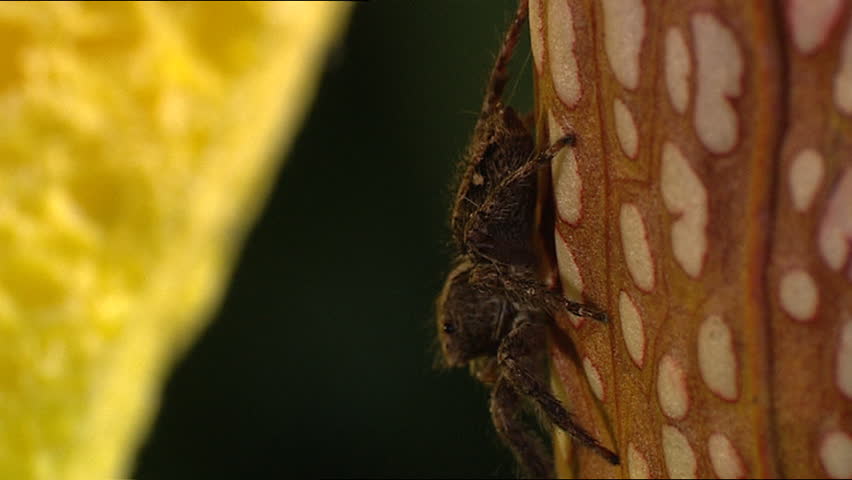 Wolf Spider
