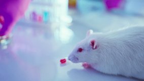 A chemist conducts experiments in a laboratory, focusing on innovative medicine while studying a laboratory rat. - Powered by Shutterstock - Get 15% off with code: PIKWIZARD15