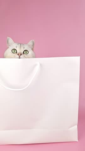 Head of cute white cat, peeking out of white paper bag, looks up