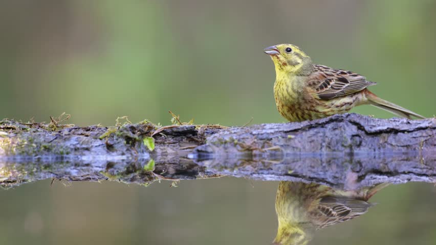 Bird - Yellowhammer ( Emberiza citrinella ) small yellow bird drinking water in forest pond, springtime Poland Europe