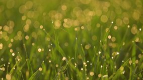 Close up on green wheat plants in dew drops. Bright sunny morning in agricultural field of wheat, dew drops on plants leaves swinging on the wind - Powered by Shutterstock - Get 15% off with code: PIKWIZARD15