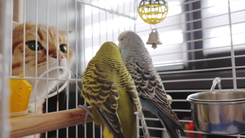 A funny cat peers into a cage with a pair of budgerigars, capturing cute and humorous moments of pet life.