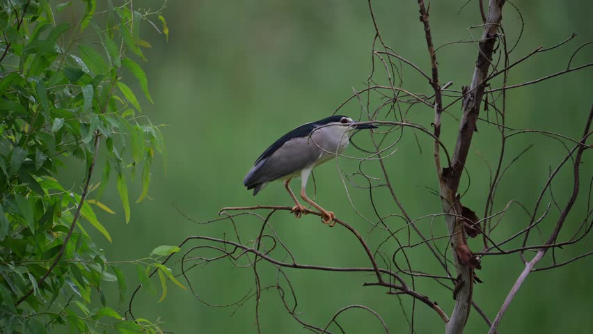 Black Crowned Night Heron night heron Collecting nesting material From Tree