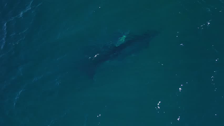 A newborn baby Humpback Whale breaks the ocean surface to take its first breath of air. Drone view