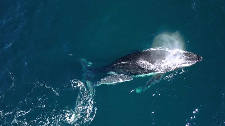A mother and newborn whale let out a spray of ocean water creating a rainbow effect. Drone view