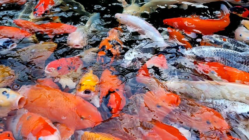 Closed-up view of a group of colorful koi fish swimming in a pond makes the pond water ripple and wave.