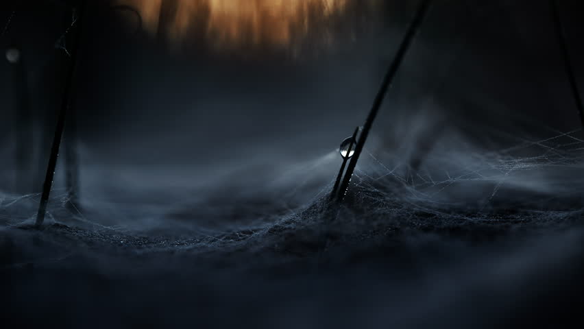 Extreme Macro shot of Cobweb on the forest floor and dew on grass in the morning