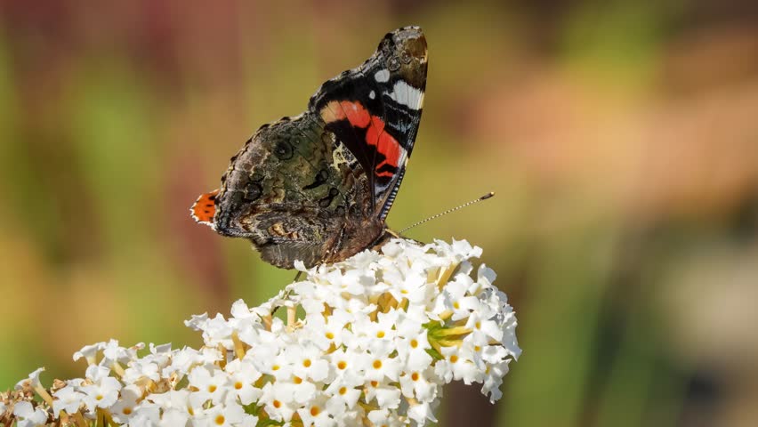 close-up of a Red Admiral butterfly (Vanessa atalanta) feeding on a buddleja davidii (white profusion) butterfly bush, Wiltshire UK