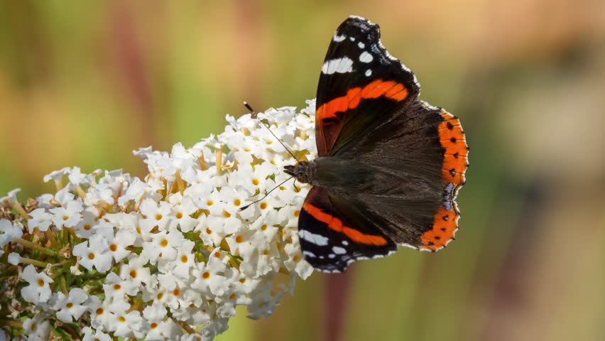 close-up of a Red Admiral butterfly (Vanessa atalanta) feeding on a buddleja davidii (white profusion) butterfly bush, Wiltshire UK