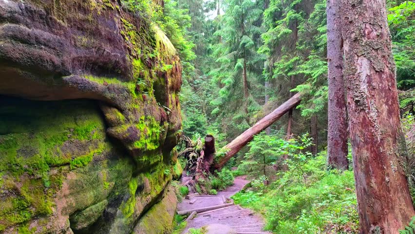 Ancient Lattengrund Canyon and hiking trail, old spruce forest at Sandstone rocks Schrammstein group in the national park Saxon Switzerland, Bad Schandau, Saxony, Germany