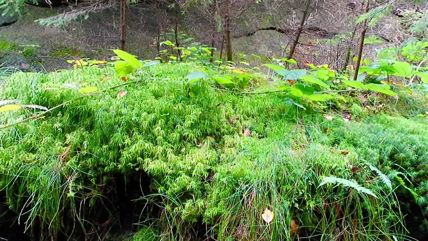 Ancient Lattengrund Canyon and hiking trail, old spruce forest at Sandstone rocks Schrammstein group in the national park Saxon Switzerland, Bad Schandau, Saxony, Germany