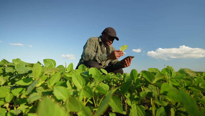 Agronomist inspecting soya bean crops growing in the farm field