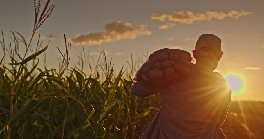 Silhouette of a farmer walking along a dirt road at sunset, carrying a sack of potatoes with cornfields in the background.