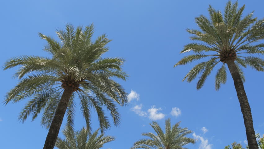 POV View of palm trees from below. Palm trees on the street against the background of the blue sky slow motion