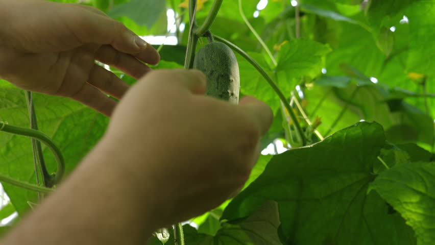 Hands checking quality fresh cucumber in lush green garden, Sustainable Agriculture and Organic Farming