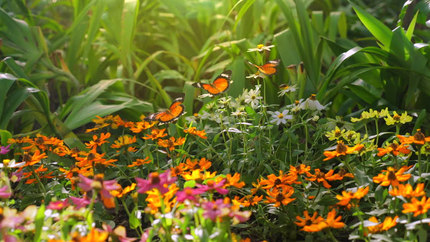 Vibrant garden filled with blossoming flowers and fluttering butterflies under warm sunlight, beauty and biodiversity of nature. Nature and Biodiversity