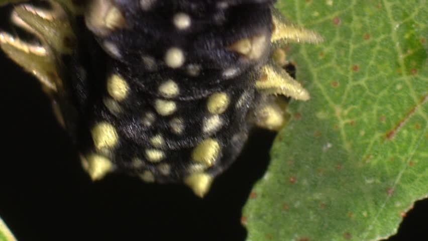 Moth caterpillar 