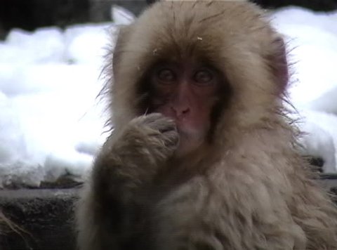 baby japanese monkey eating