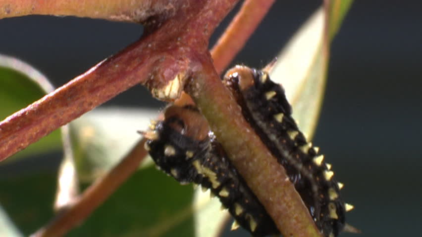 Moth caterpillar 