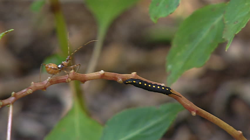 Assassin bug and hawk moth caterpillar