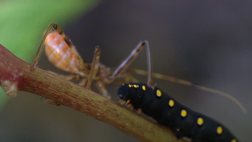 Assassin bug and hawk moth caterpillar