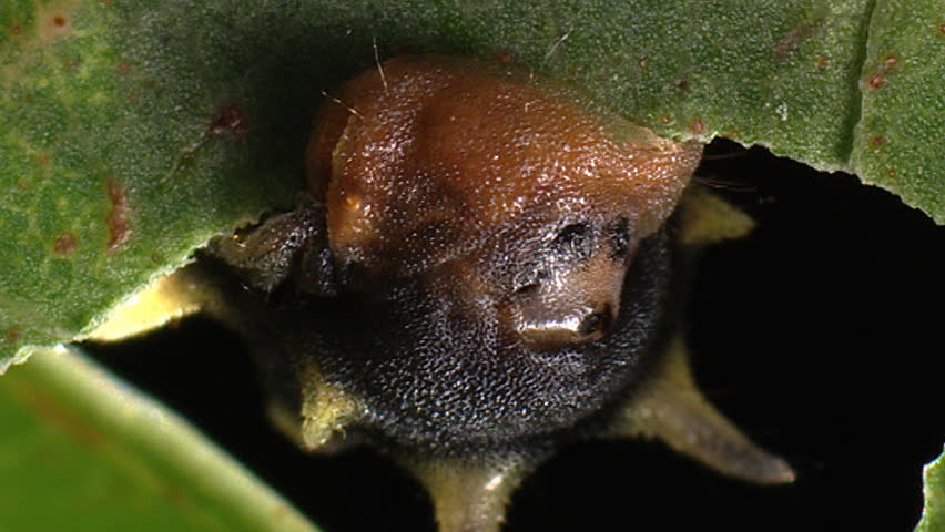 Moth caterpillar 