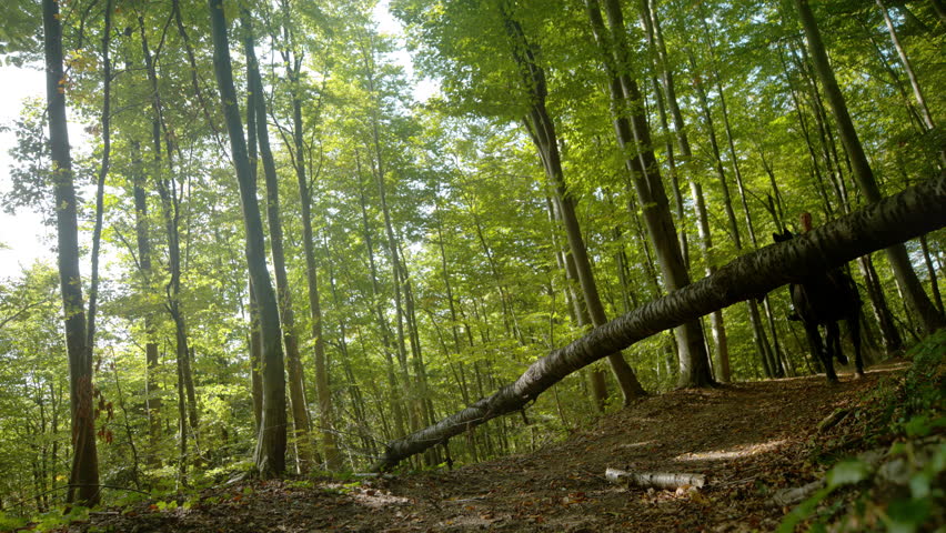 SLOW MOTION, LOW ANGLE, DOF: Young woman riding on horseback jumps over a broken tree in middle of a forest trail. Cinematic shot of a horse jumping over an obstacle while galloping in the forest.