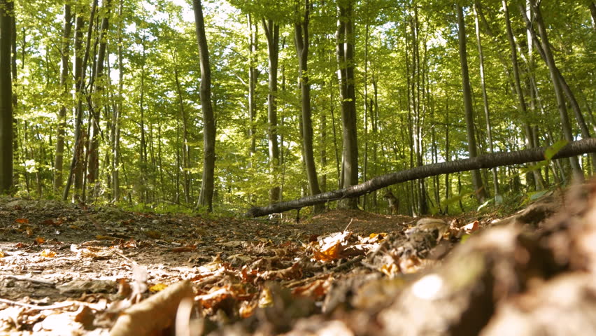 SLOW MOTION, LOW ANGLE, DOF: Cinematic shot of a cute little dog jumping over a fallen tree in the middle of a scenic forest trail. Adorable mixed breed puppy runs across the autumn colored woodlands.