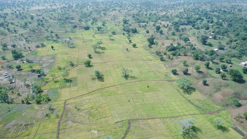 Irrigated rice farm with square patches ready for harvest in southern rural in Burkina Faso 