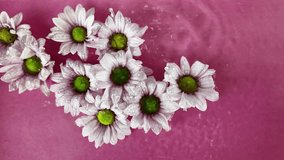 Tiny white chrysanthemum flowers float in the water. Raindrops fall on chrysanthemum flowers on a purple background. Concept of spa, wellness, self-care. Slow motion - Powered by Shutterstock - Get 15% off with code: PIKWIZARD15