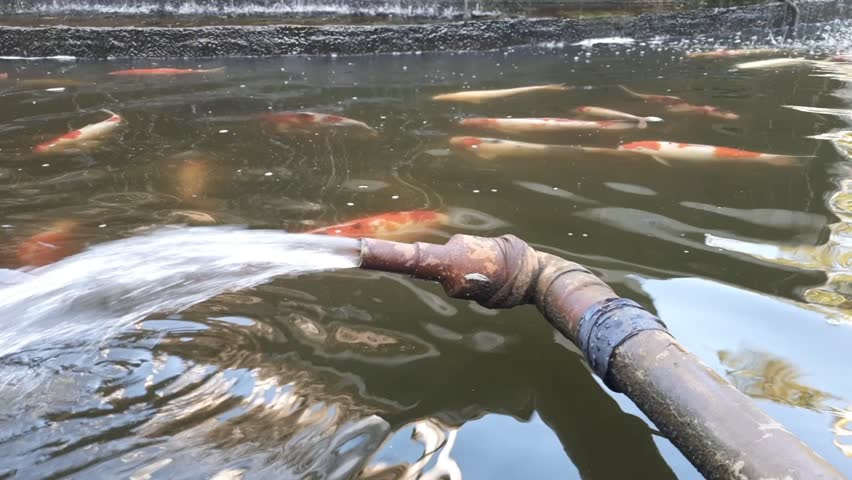 Fish pond fountain pouring out water from the pipe in the pond full of fishes. Water sprout, water splash.