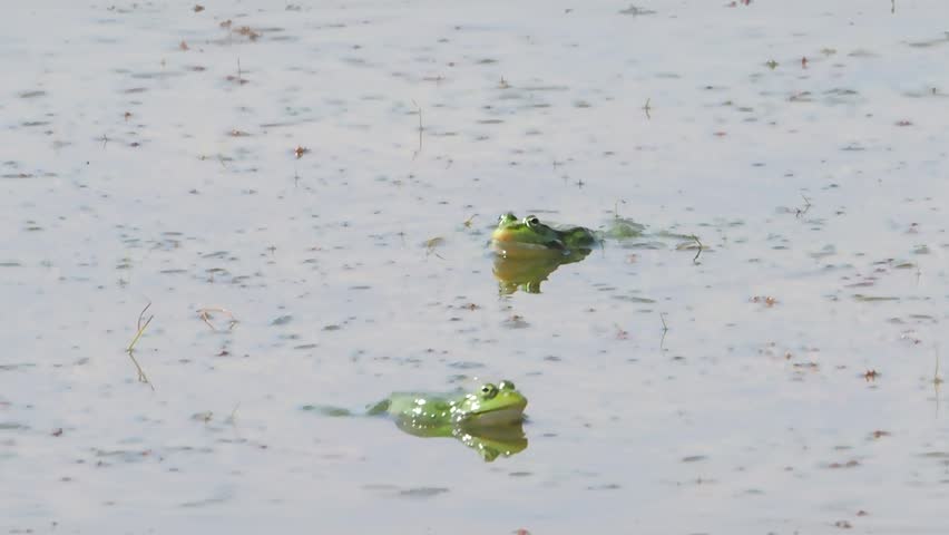 Common frogs Rana temporaria love breeding on lake slow motion
