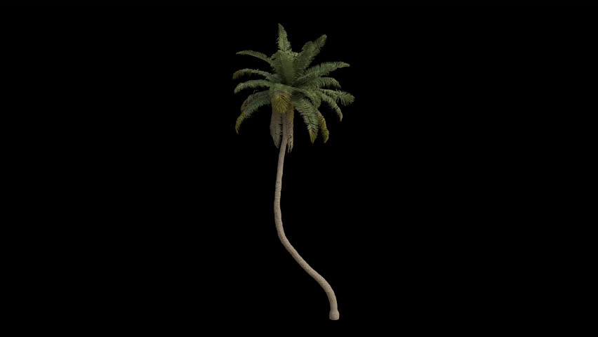 Coconut Tree blowing in the wind. Wind blows the Coconut Palm Tree. Animated Cocos Nucifera Tree swaying in the wind with Transparent Background. Alpha Channel. Loop Animation