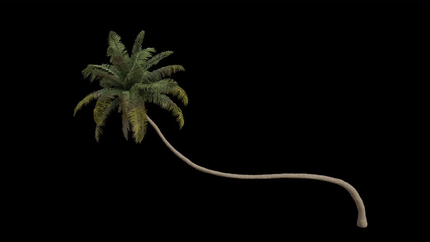 Coconut Tree blowing in the wind. Wind blows the Coconut Palm Tree. Animated Cocos Nucifera Tree swaying in the wind with Transparent Background. Alpha Channel. Loop Animation