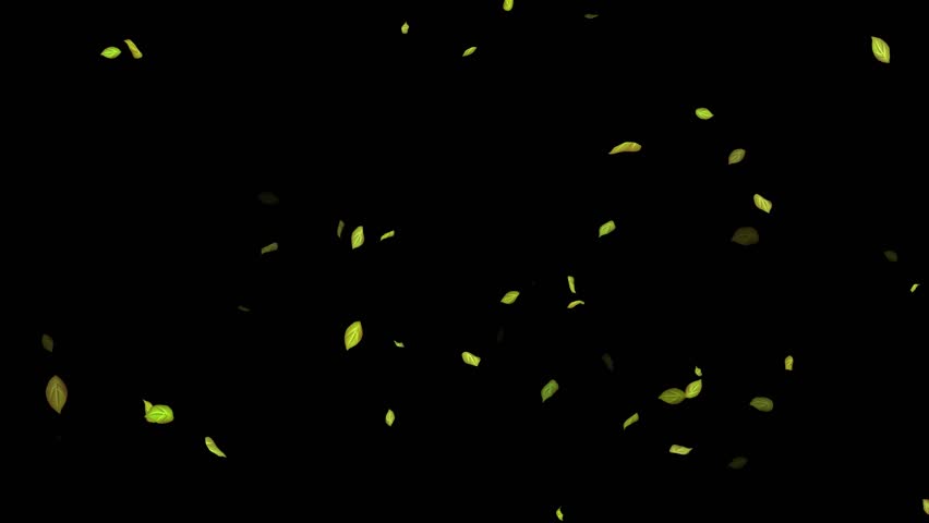 Loopable Leaves Animation on Black Background, White Background, Blue Background