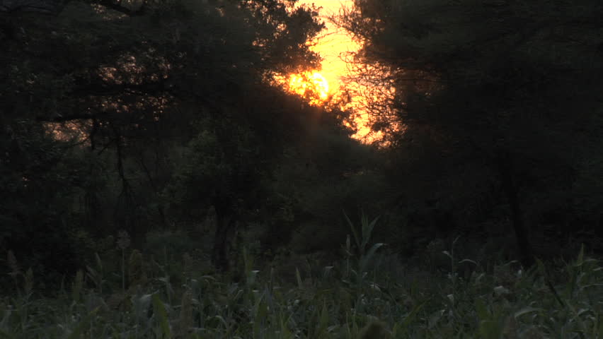 sun setting between trees on the other side of the corn field