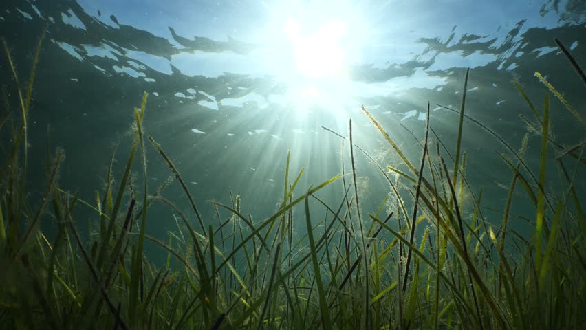 sea grass algae underwater mediterranean scenery with sun beams and rays