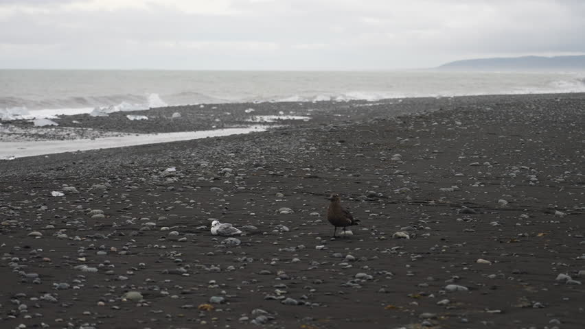 Two seagulls stand on the black sand beach of Iceland, with one taking flight towards the vast Atlantic Ocean. The contrast of the dark sand and the grey ocean.A bird taking off from the sand.