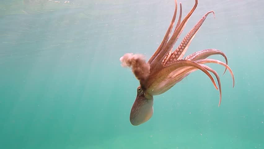Wild octopus swim underwater in mediterranean sea. Octopuses swimming in slow motion. One octopus at the sea. Wild Octopusess