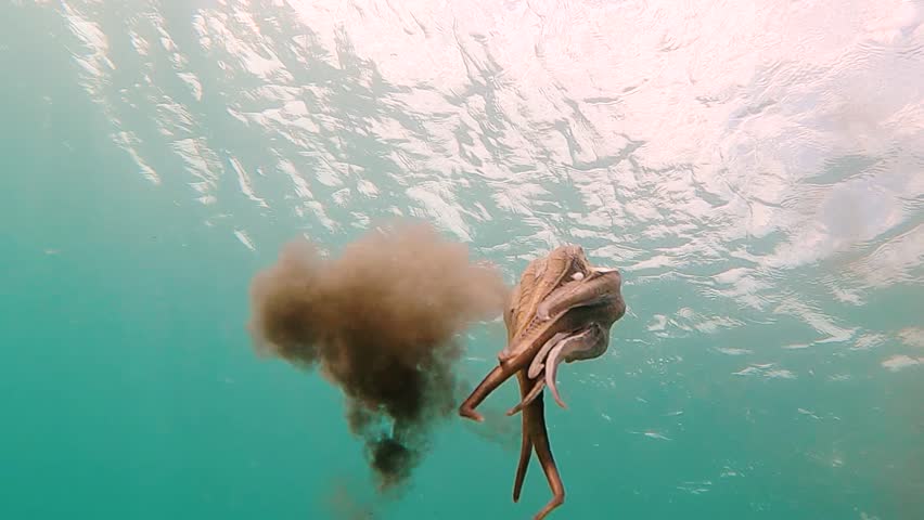 Wild octopus swim underwater in mediterranean sea. Octopuses swimming in slow motion. One octopus at the sea. Wild Octopusess