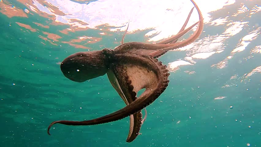 Wild octopus swim underwater in mediterranean sea. Octopuses swimming in slow motion. One octopus at the sea. Wild Octopusess