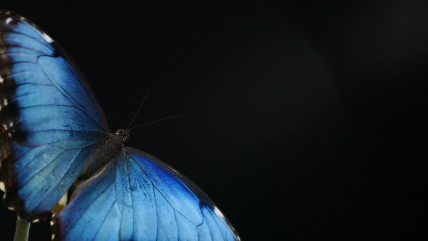 Slow motion beautiful blue silk morpho butterfly opening wings on daisy flower