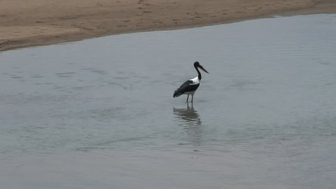 tilt stork running in water